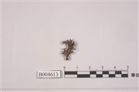 藏品(綿腹衣屬)的圖片